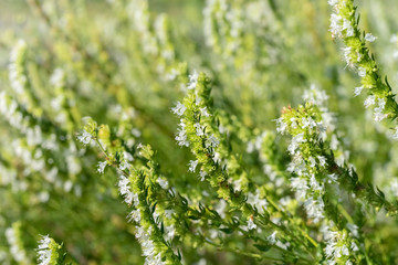 Hyssop white flowers flowers (Hyssopus officinalis), medicinal plant,  good honey plant, aromatic condiment.