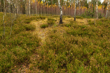 Golden autumn, leaf fall in the forest. There is a picturesque place on the edge of the forest: a path leading to a hillock to a growing birch, Heather and Golden crowns of trees.