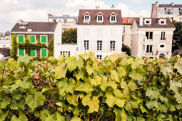 Montmartre vineyard in Paris with architecture view