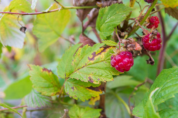 Ripe red raspberries ripen on the Bush in summer