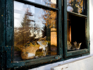 three cat friends are sleeping inside of a window in a house