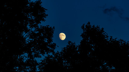 Fototapeta premium Luna entre hojas de arbol