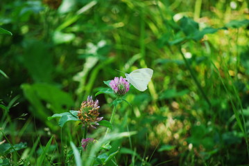 モンシロチョウ