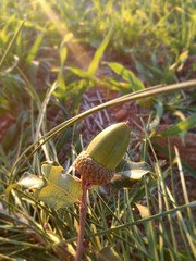 Fruit of the forest growing in the tree of the Iberian Peninsula. European dried fruit of the Cork oak. Acorn. Fall Season.