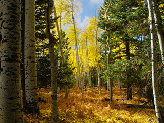 The beauty of a Flagstaff, Arizona forest in Autumn.