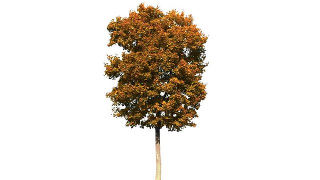 tree isolated on white background