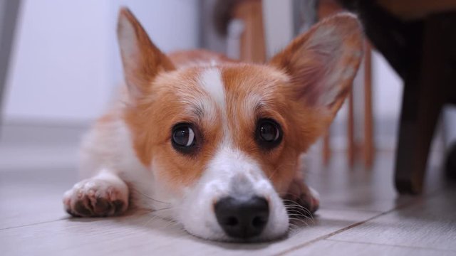 Cute red and white corgi lays on the floor and looks around, turning eyes from side to side. Unbelievably sweet dog at home.