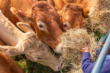 Limousin cows feeding on hay