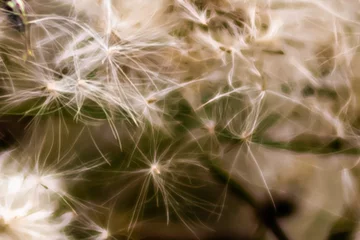 Rolgordijnen abstract closeup of white wildflower/background © STANLEY