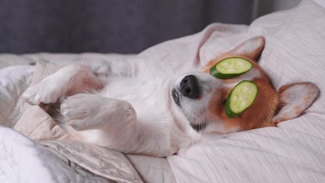 Cute red and white corgi lays on the bed  relaxed from spa procedures on face with cucumber, covered with a towel. Head on the pillow, covered by blanket, paw up. Finally funny dog eats cucumbers 