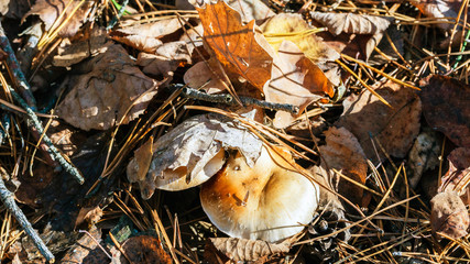 Mushroom and leaves