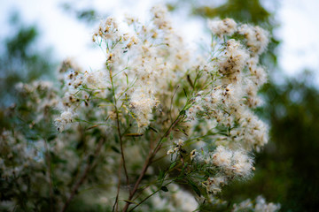 white flowers of a tree in the fall