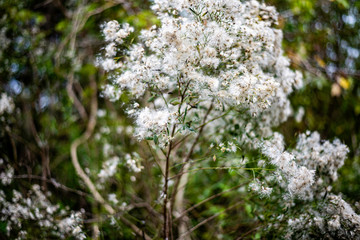 tree with white blossoms
