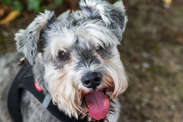 Naklejka na ściany i meble miniature schnauzer in the garden