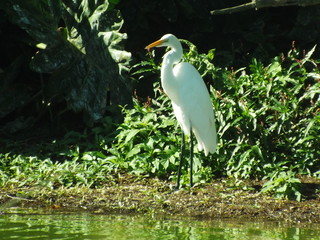 Ardea alba