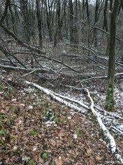 Winter forest landscape with broken trees.