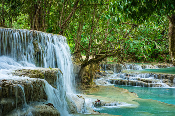 Naklejka na ściany i meble Turquoise water of Kuang Si waterfall, Luang Prabang, Laos. Tropical rainforest. The beauty of nature.