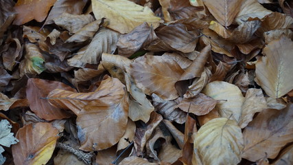autumn leaves on the ground