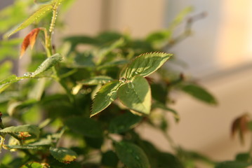 rose with a drop of dew