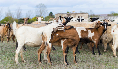 Naklejka na ściany i meble A herd of goats and sheep. Animals graze in the meadow. Pastures of Europe.
