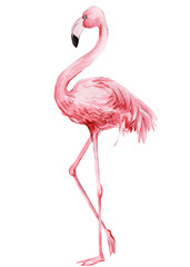 pink flamingo on an isolated white background, watercolor illustration