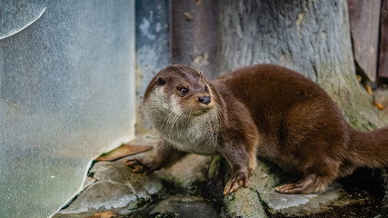 Otter