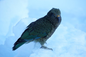 Kea at brewster hut