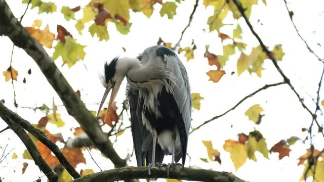 herons percher 