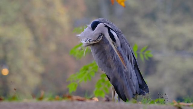 herons