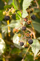  Black berries of forest blackberry on a bush on a blurred green forest background