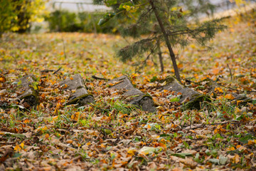 Abandoned stone steps covered with autumn leaves