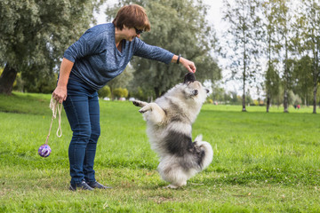 Middle-aged woman teaches Keeshond puppy teams outdoors.The puppy stands on its hind legs. Early autumn