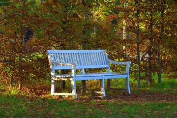 white wooden bench stands in a park near the trees