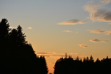  Evening forest at dusk against the background of the evening sunset of the sun and clouds