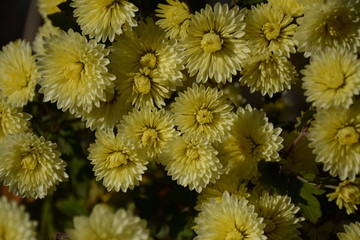Many small yellow chrysanthemums in the open in the fall
