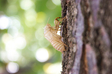 Cicada bug shell close up view