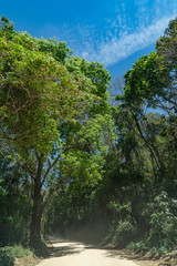 trees and blue sky