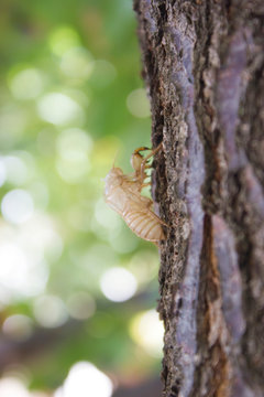 Cicada bug shell on a tree