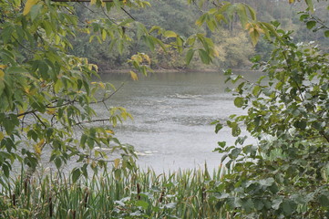 Naklejka premium Tree branches on a rainy autumn day and raindrops in the river, cloudy weather