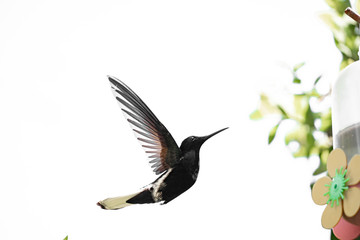 Obraz premium hummingbird in flight