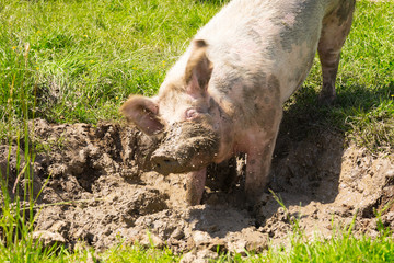 Rescued pig is taking a bath in a mud hole in an animal sanctuary