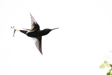 hummingbird in flight