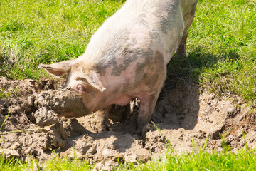 Rescued pig is taking a bath in a mud hole in an animal sanctuary