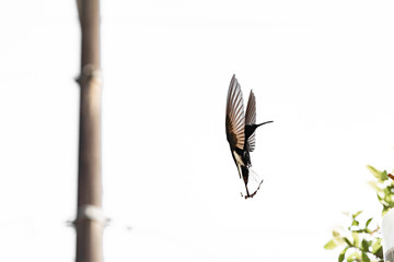 hummingbird in flight