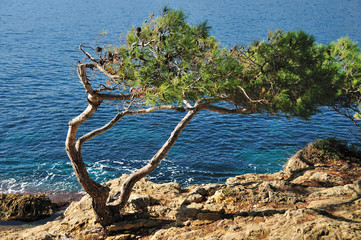 Maritime pine, Saint-Jean-Cap-Ferrat, Alpes Maritimes, France