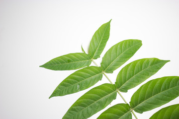 Wild green herb branch with lots of leaves