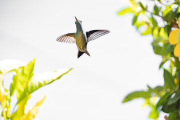 hummingbird in flight