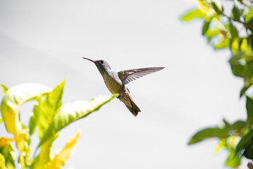 hummingbird in flight