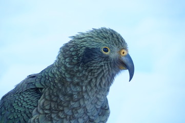 Kea at brewster hut
