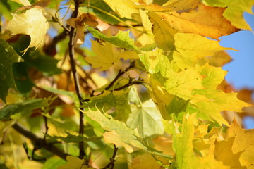 Yellow-green maple leaves on a background of blue sky